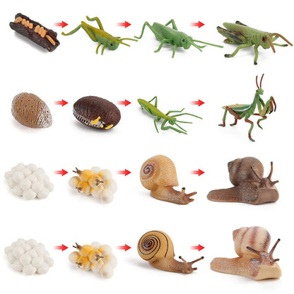 Simulation Plant Animals Growth Cycle Models Bean Insect Frog Butterfly Action Figurine Science Educational Toys For Children