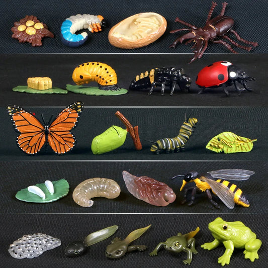 Simulation Plant Animals Growth Cycle Models Bean Insect Frog Butterfly Action Figurine Science Educational Toys For Children