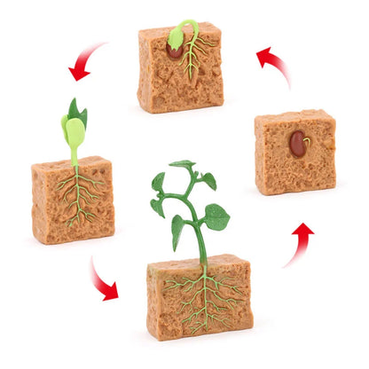 Simulation Plant Animals Growth Cycle Models Bean Insect Frog Butterfly Action Figurine Science Educational Toys For Children